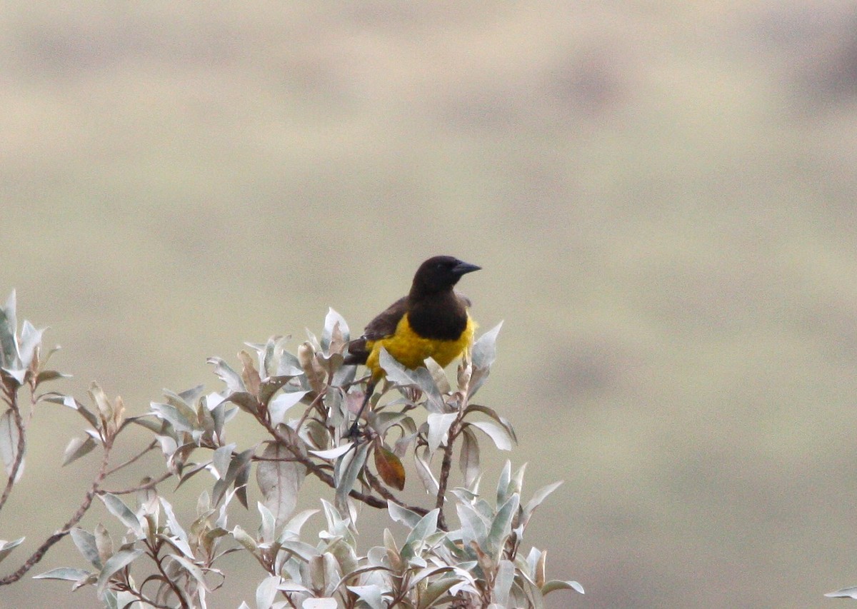 Yellow-rumped Marshbird - ML643510186
