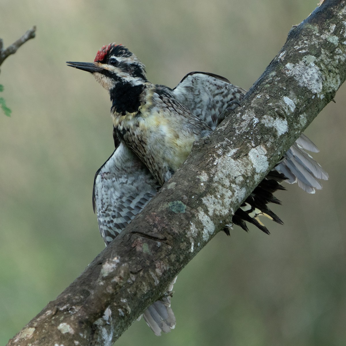 Yellow-bellied Sapsucker - ML643510188