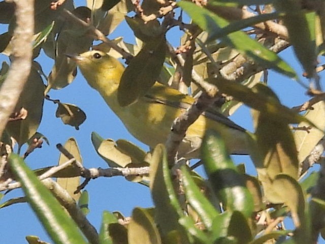 Tennessee Warbler - ML643510189