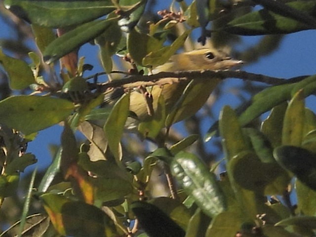 Blackburnian Warbler - ML643510191