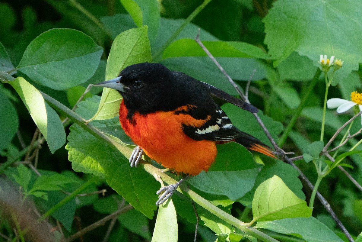 Baltimore Oriole - ML643510212