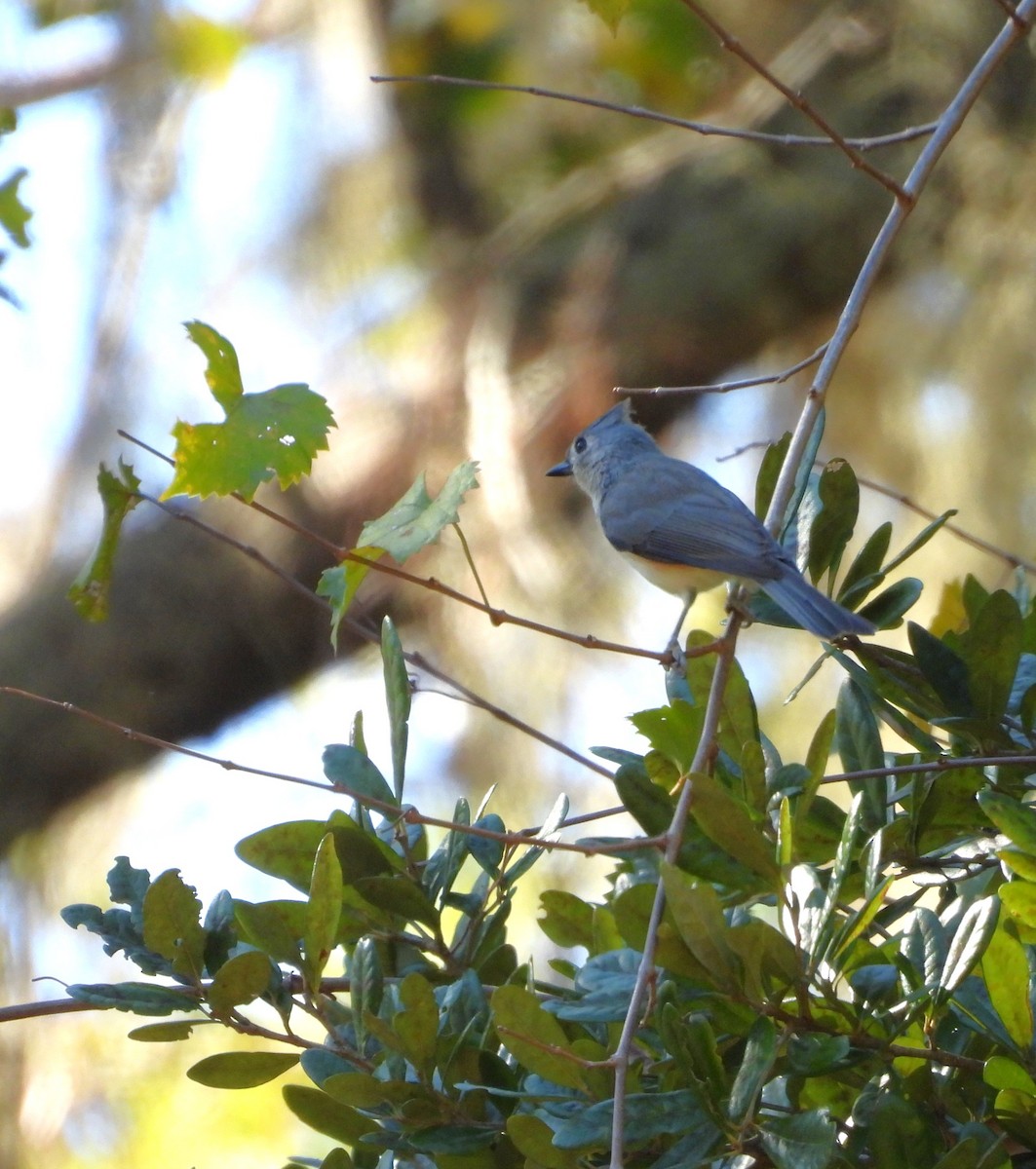 Mésange bicolore - ML643510218