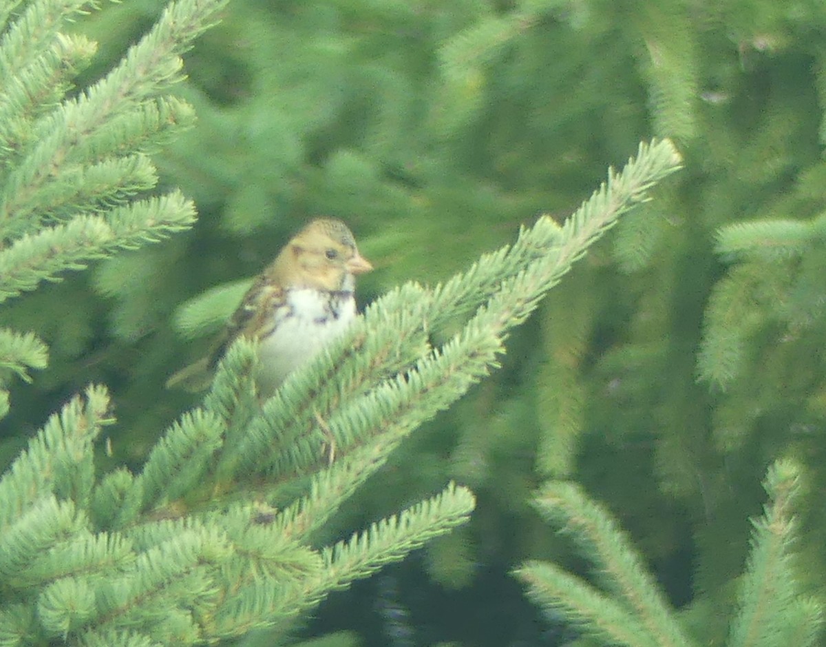 Harris's Sparrow - ML643510220
