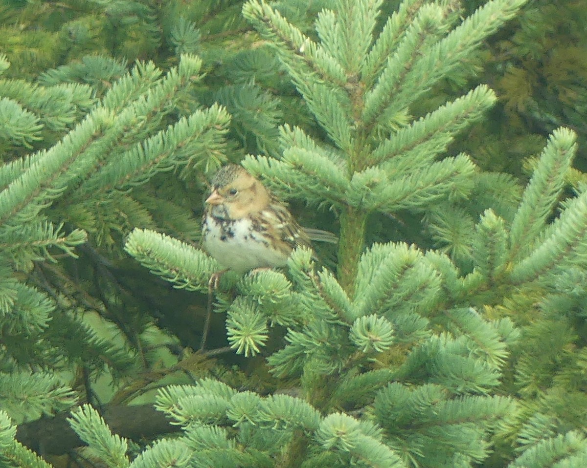 Harris's Sparrow - ML643510221