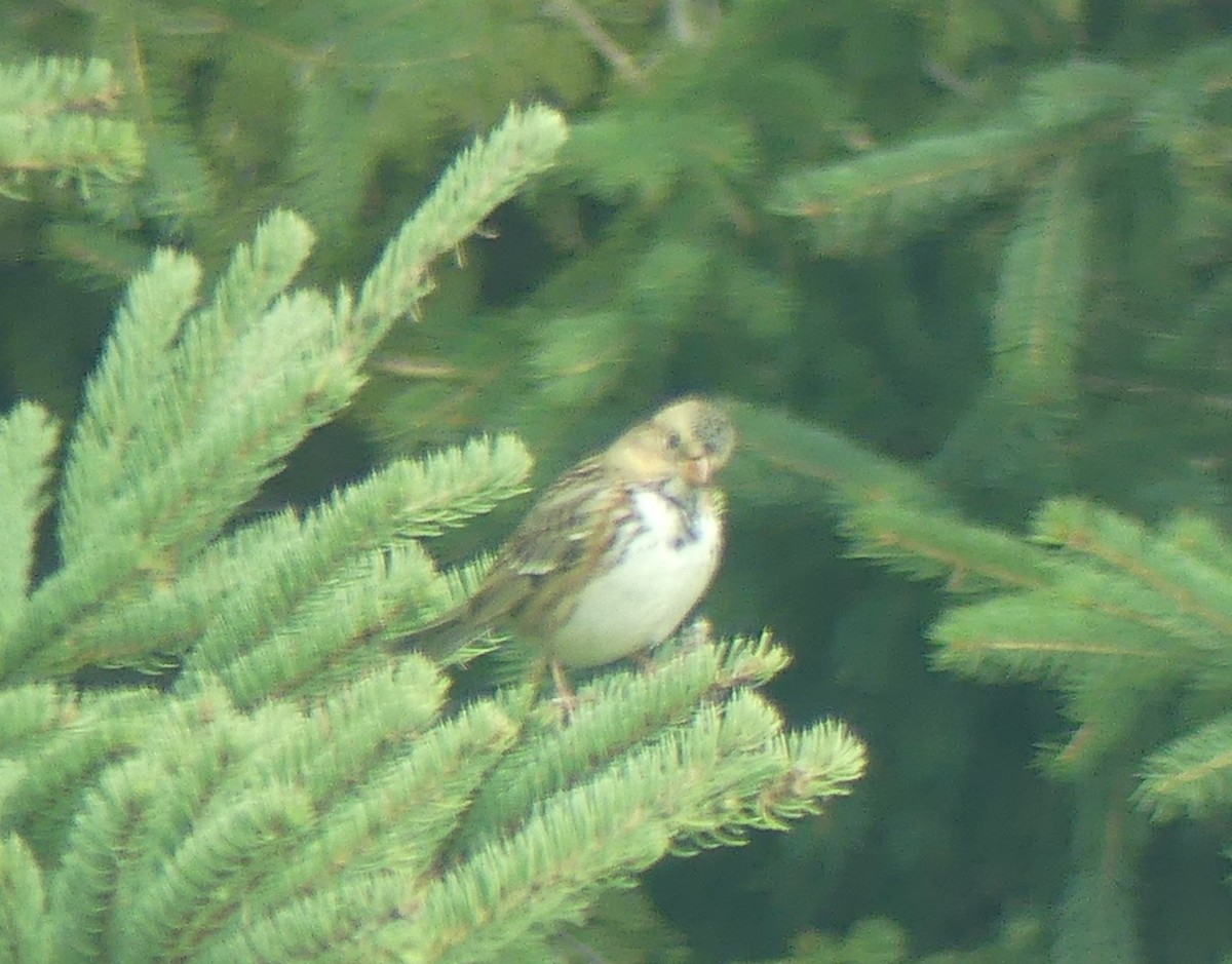Harris's Sparrow - ML643510222
