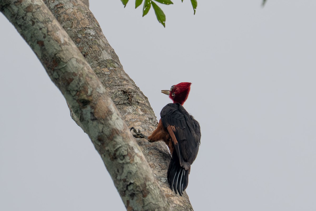 Красношейный дятел - ML643510223