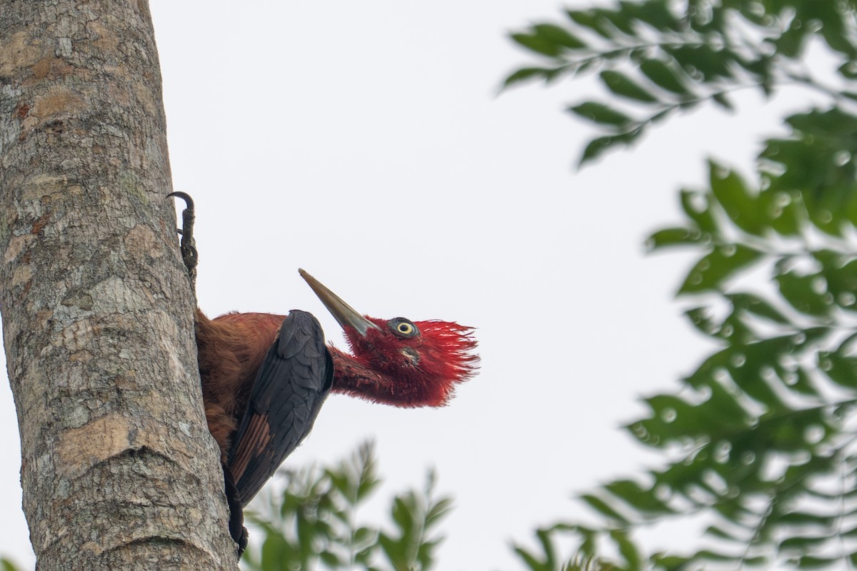 Красношейный дятел - ML643510225