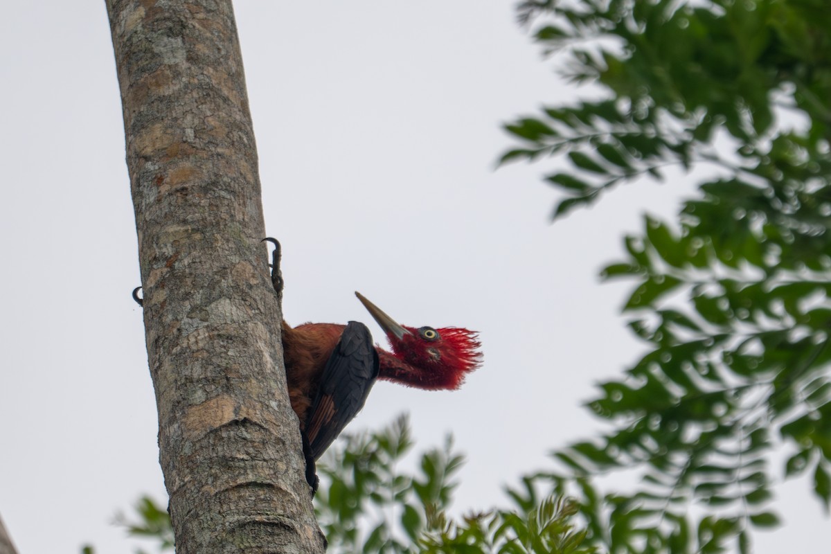 Красношейный дятел - ML643510227