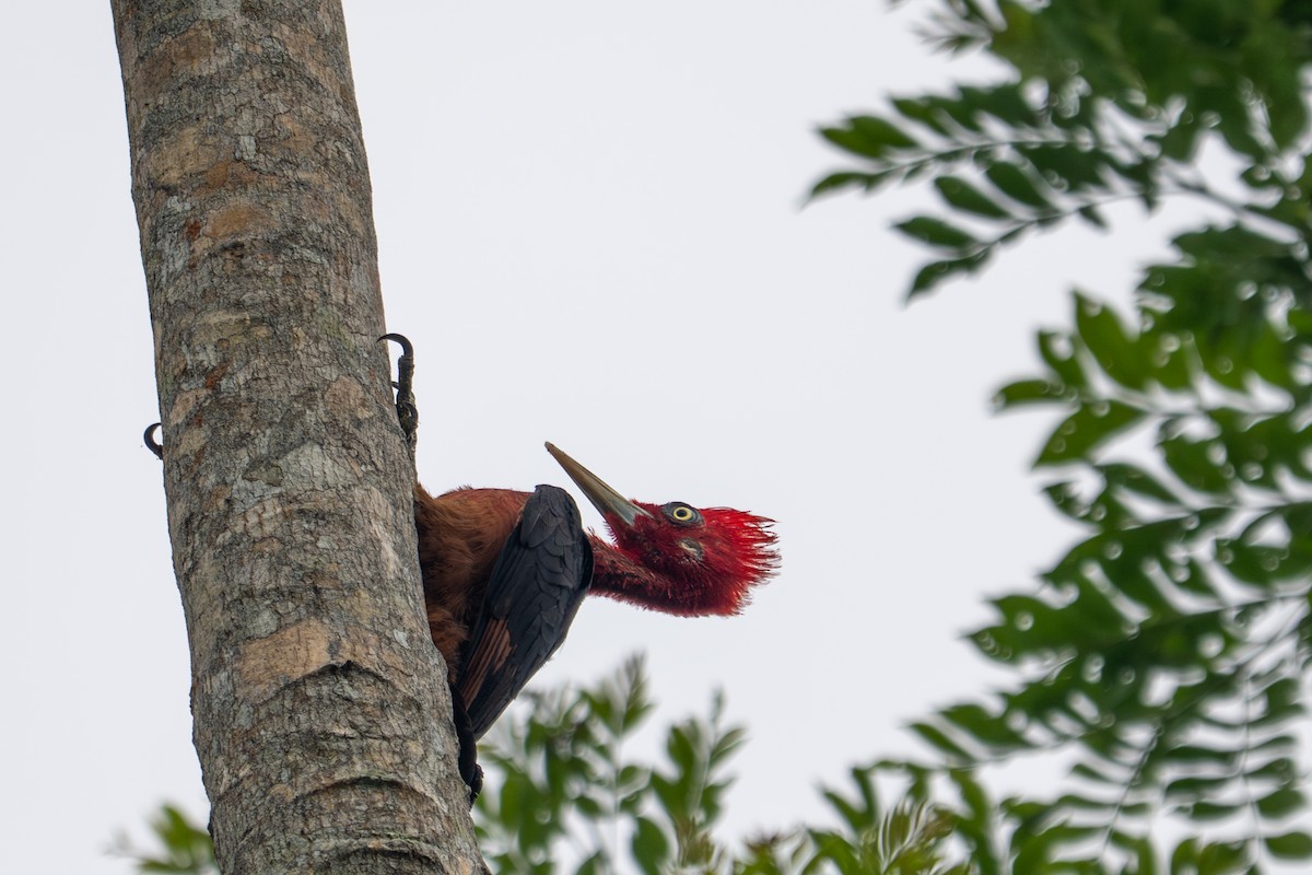 Красношейный дятел - ML643510228