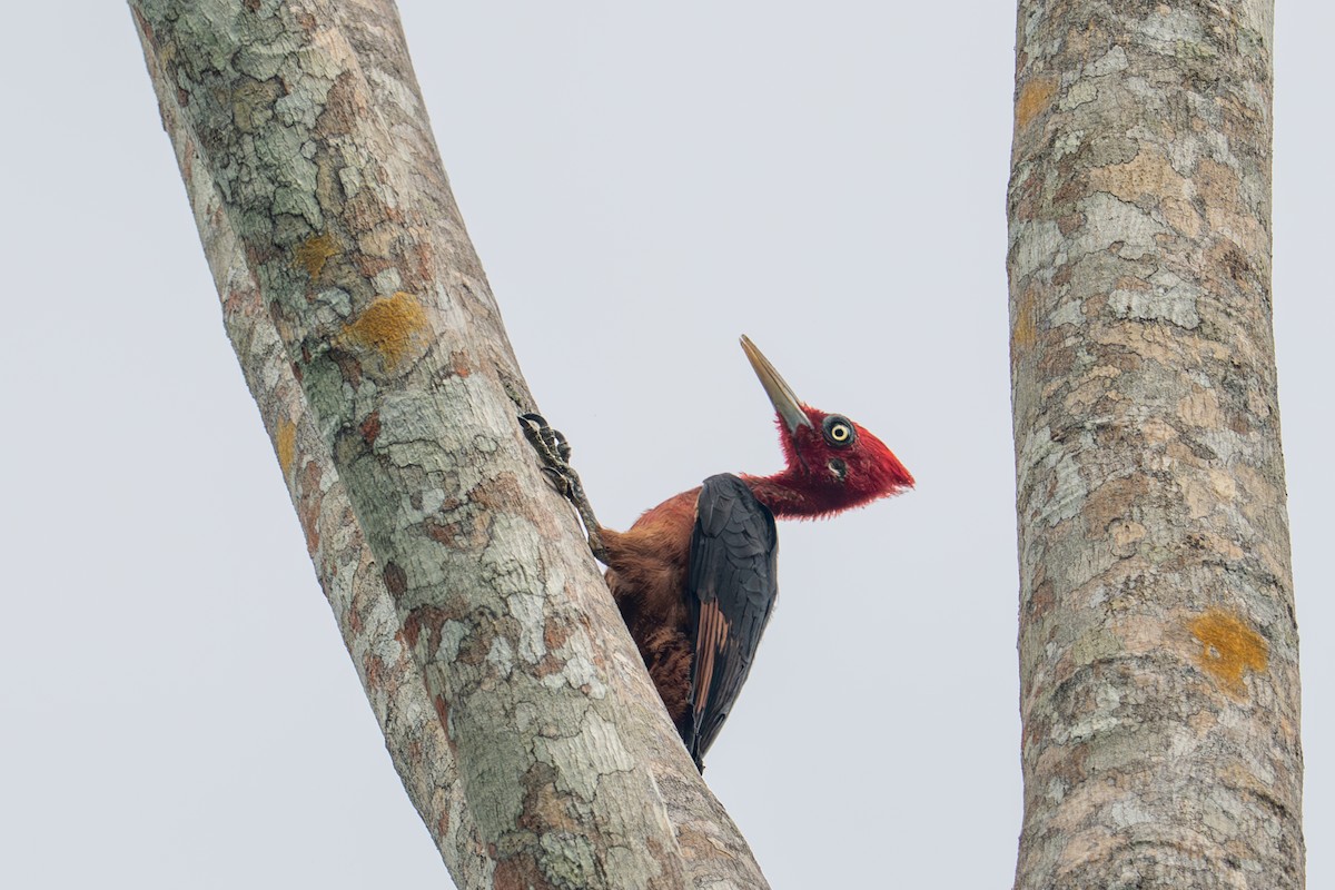 Красношейный дятел - ML643510229