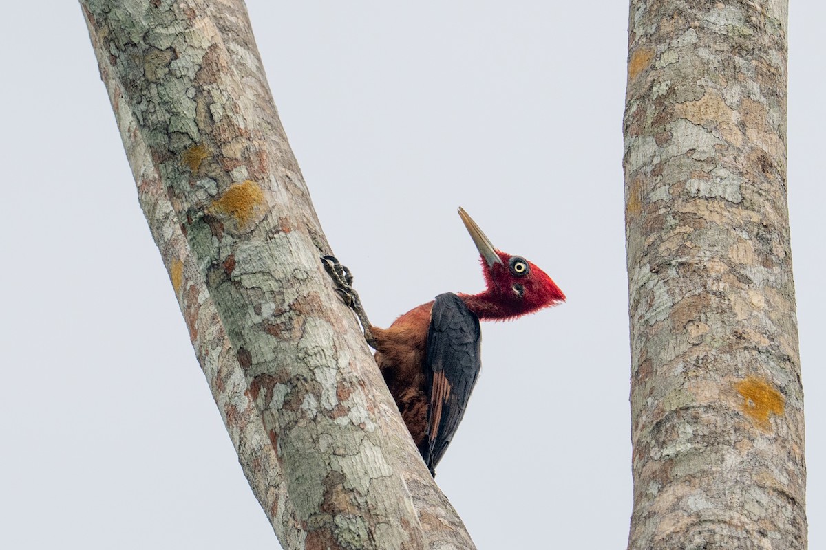 Красношейный дятел - ML643510230