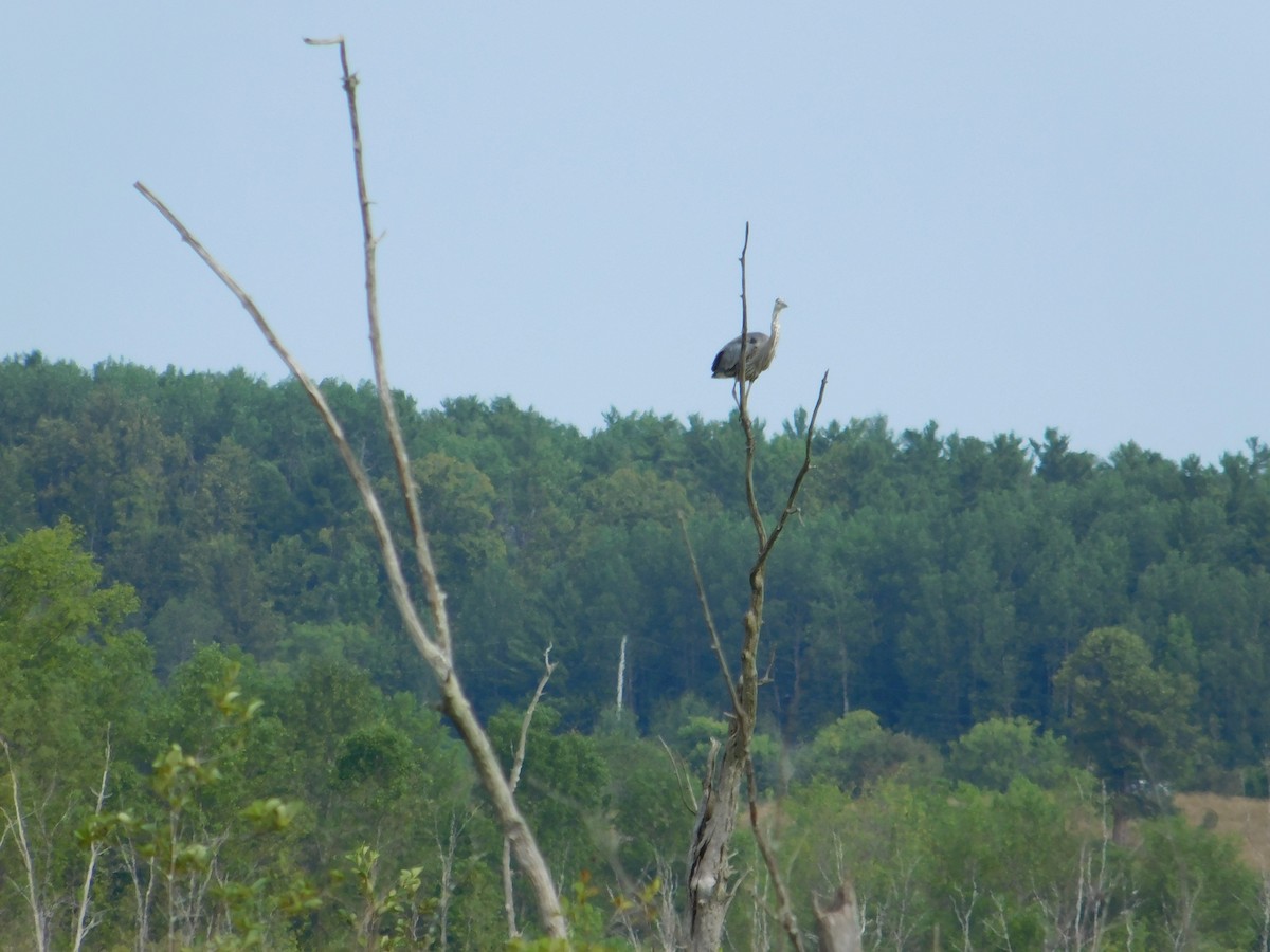 Great Blue Heron - ML643510231