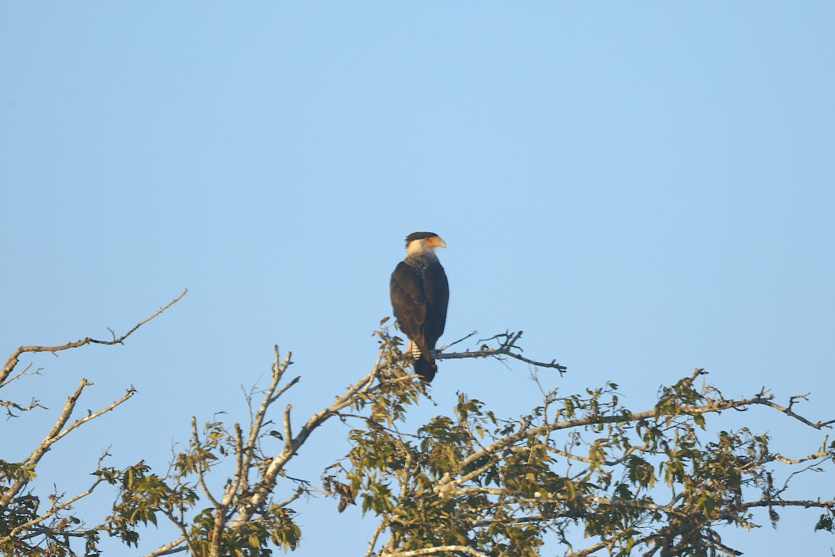 Crested Caracara (Northern) - ML643510238