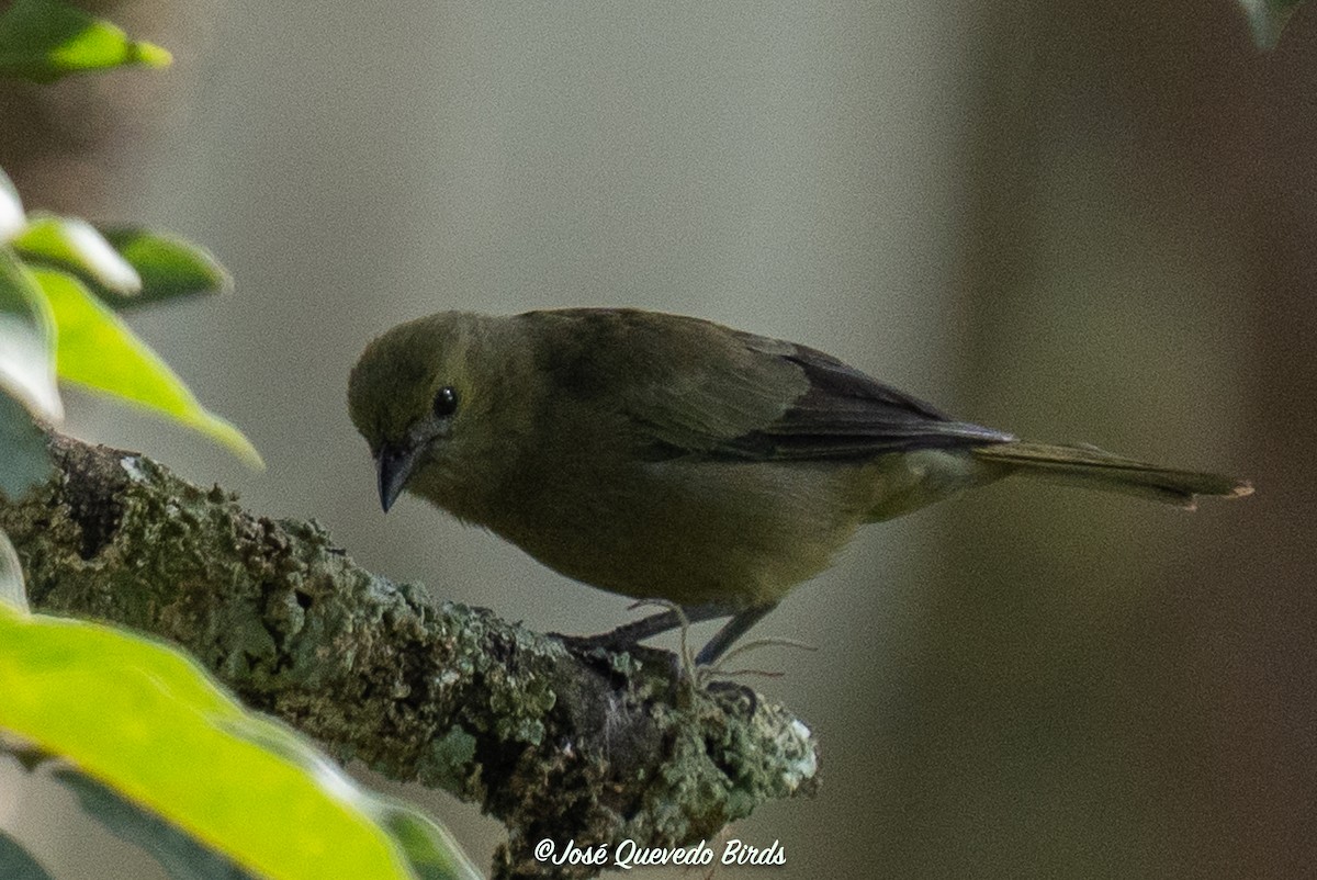 Palm Tanager - ML643510265