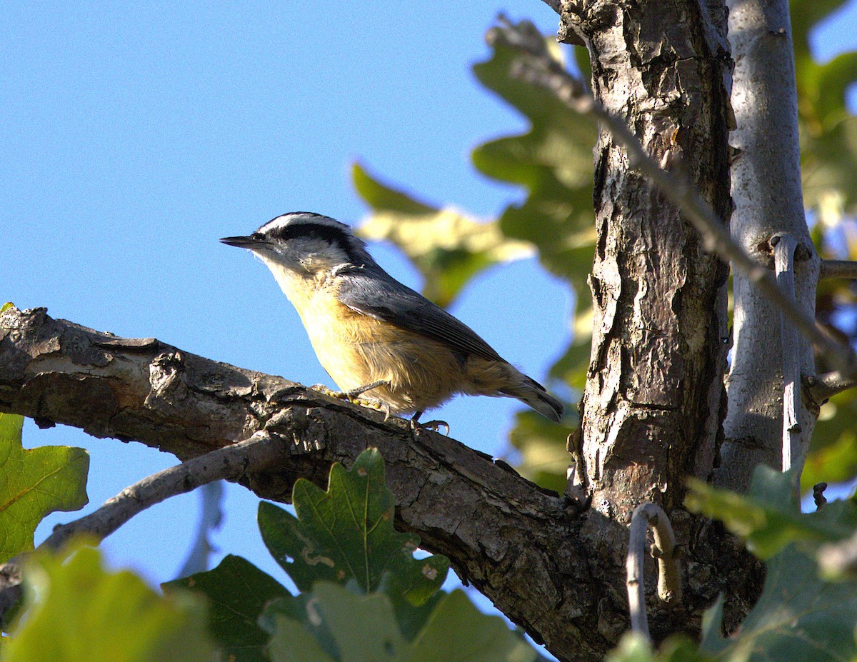 Red-breasted Nuthatch - ML643510266