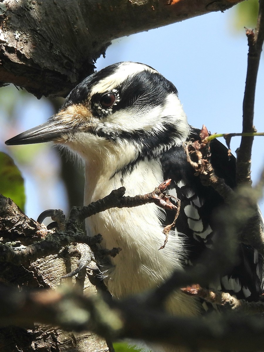 Hairy Woodpecker - ML643510267