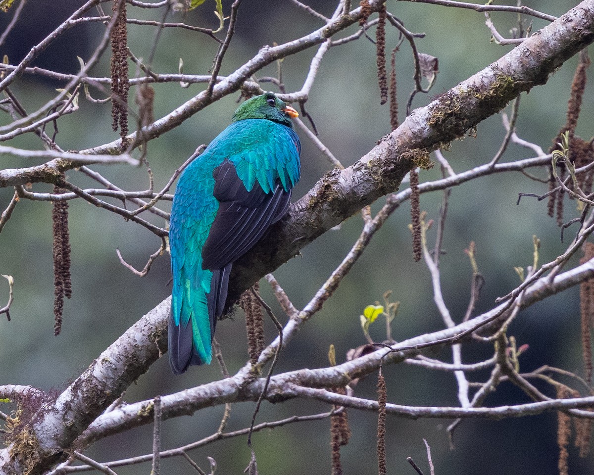 Golden-headed Quetzal - ML643510268