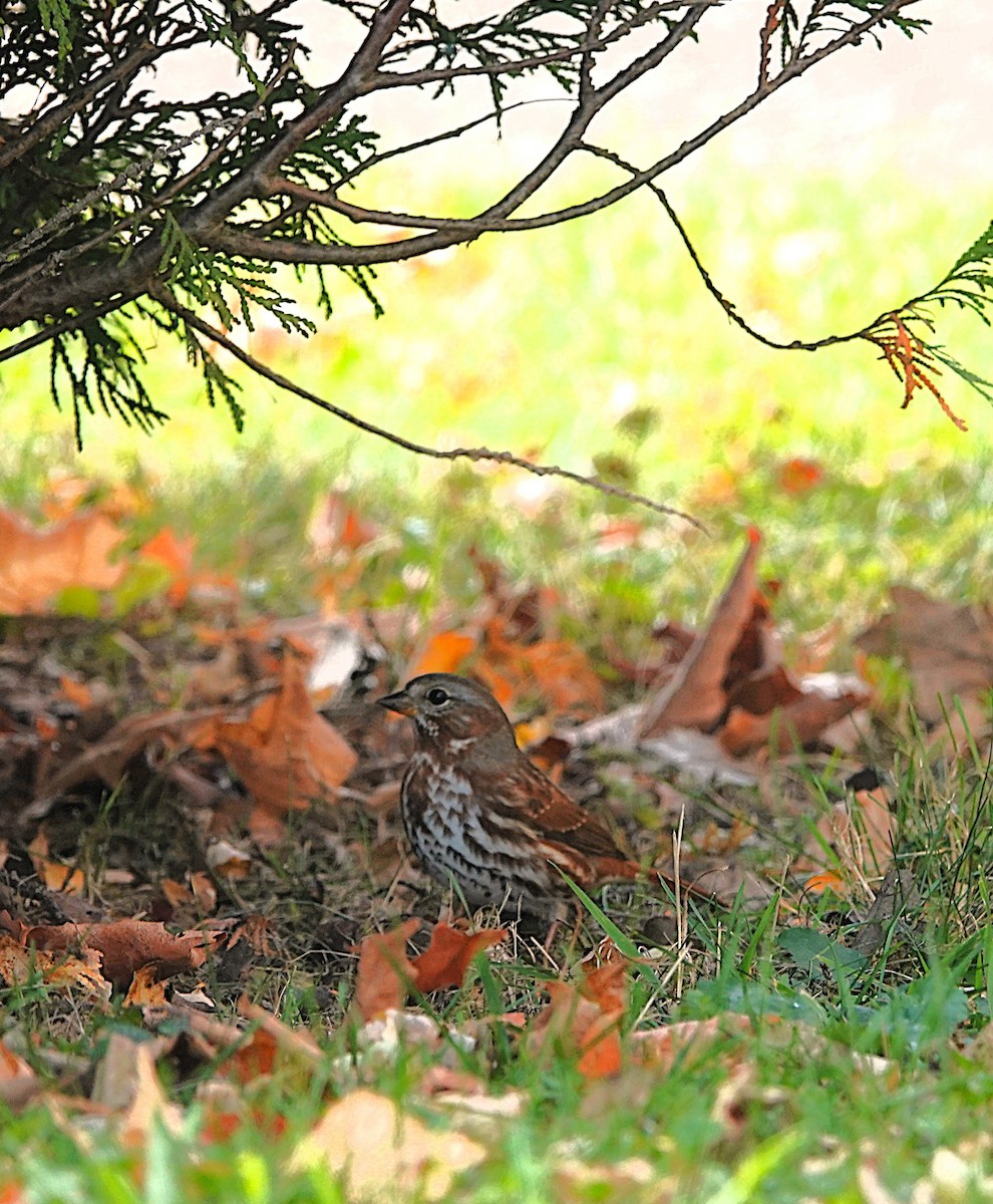 Fox Sparrow - ML643510271