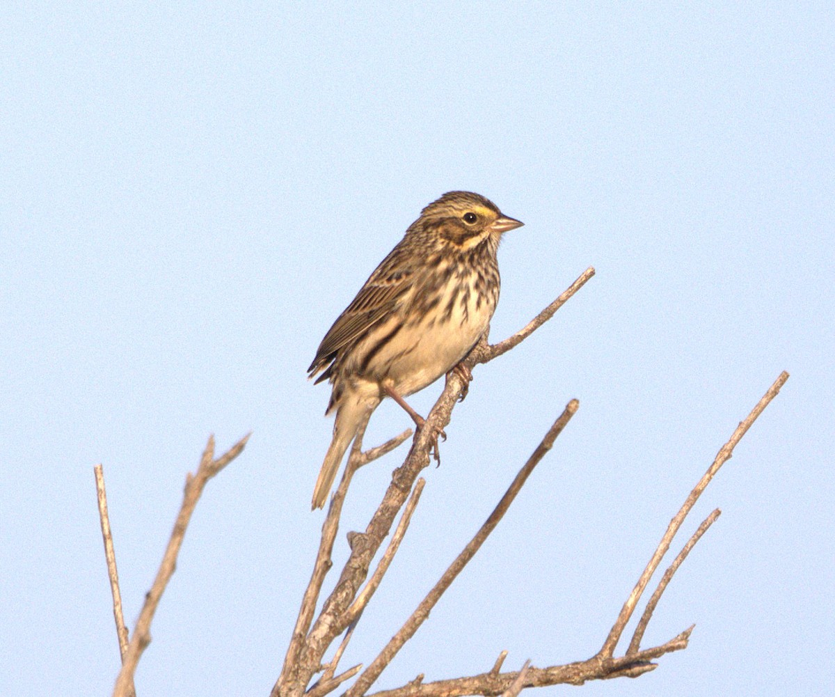 Savannah Sparrow - ML643510280