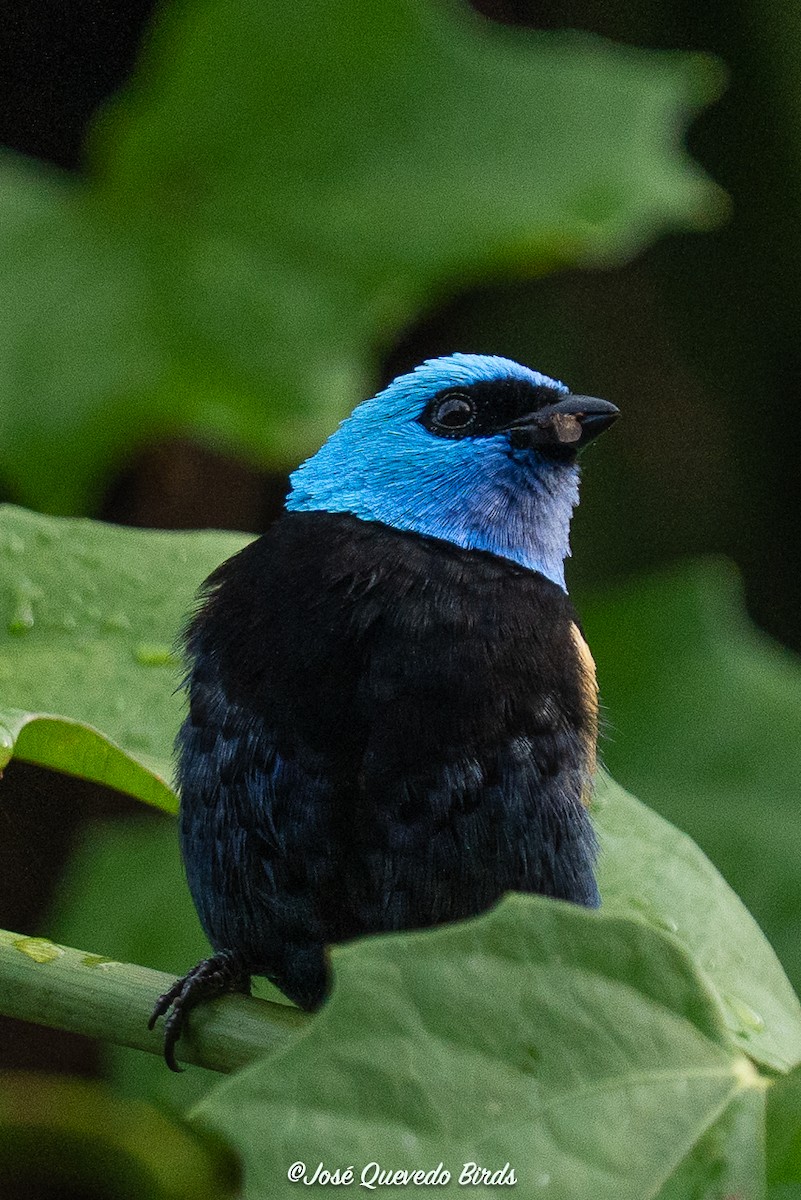 Calliste à cou bleu - ML643510293