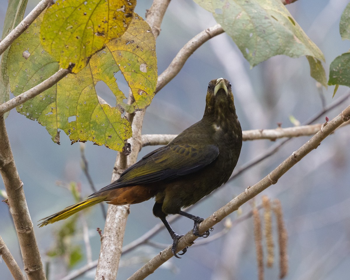 Dusky-green Oropendola - ML643510294