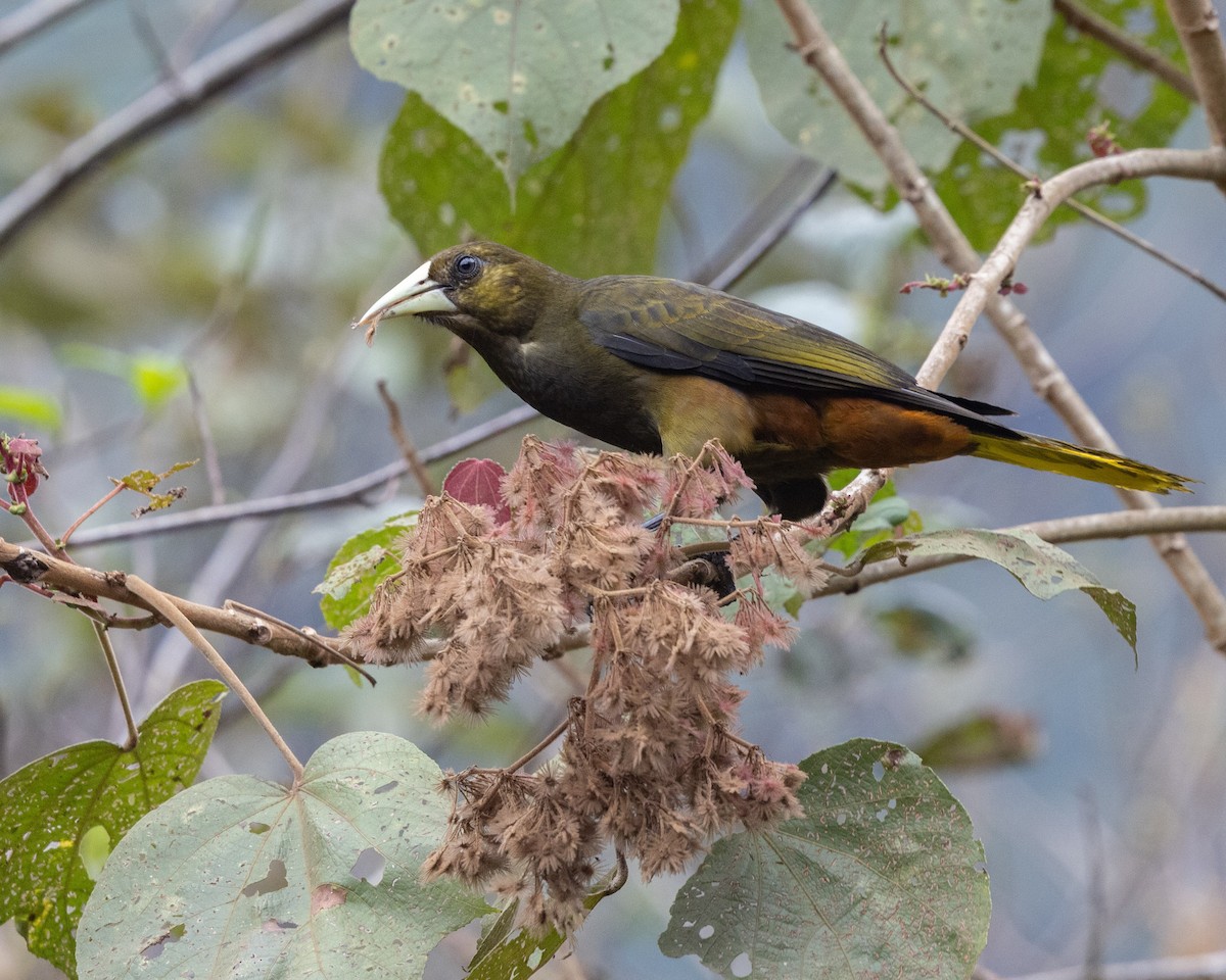 Dusky-green Oropendola - ML643510296