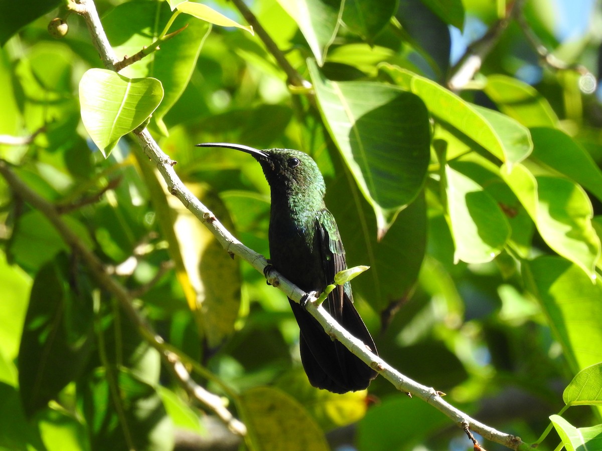 Green-throated Carib - ML643510298