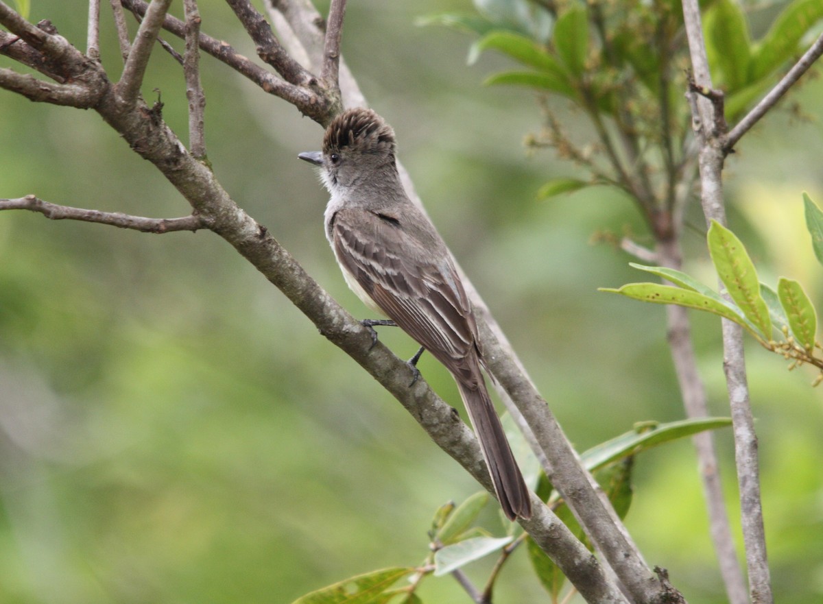 Myiarchus sp. - ML643510299