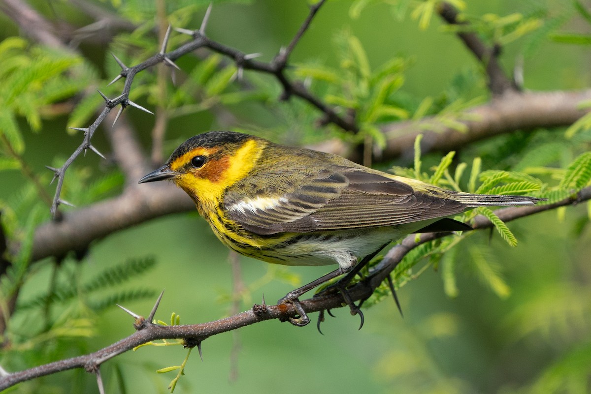 Cape May Warbler - ML643510301