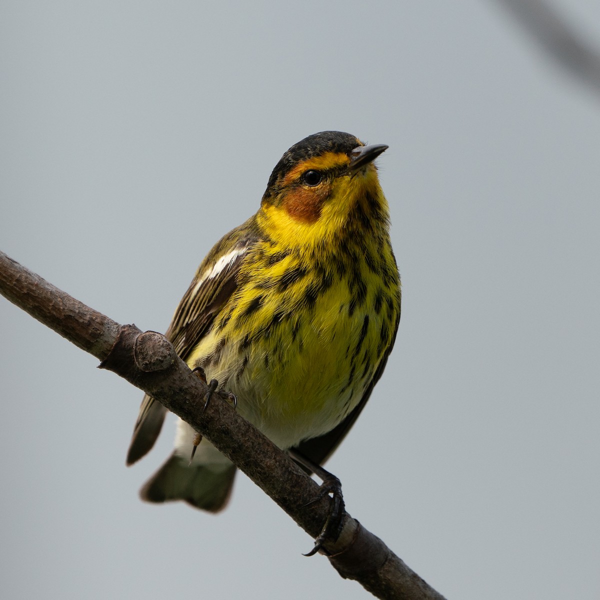 Cape May Warbler - ML643510304