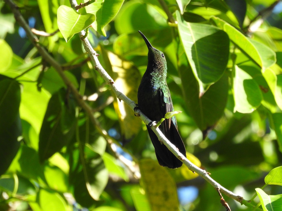 Green-throated Carib - ML643510306