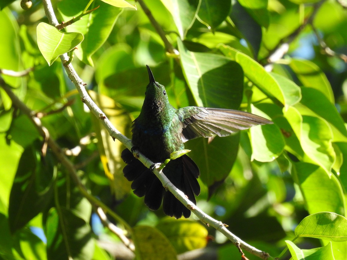 Green-throated Carib - ML643510314