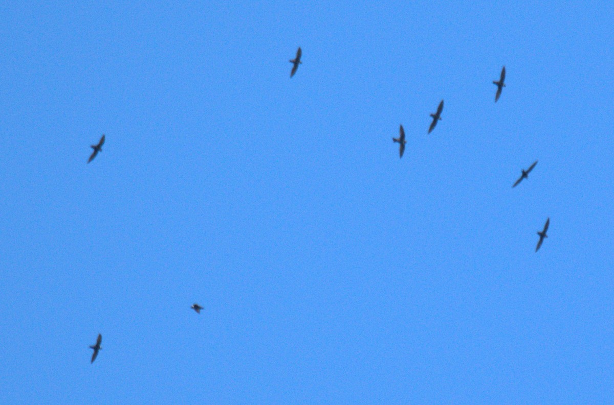 White-collared Swift - ML643510317
