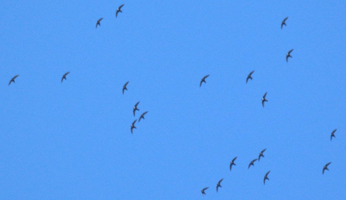 White-collared Swift - ML643510319