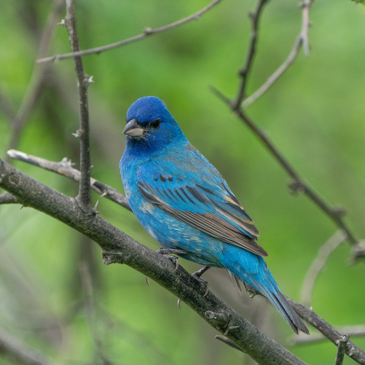 Indigo Bunting - ML643510321