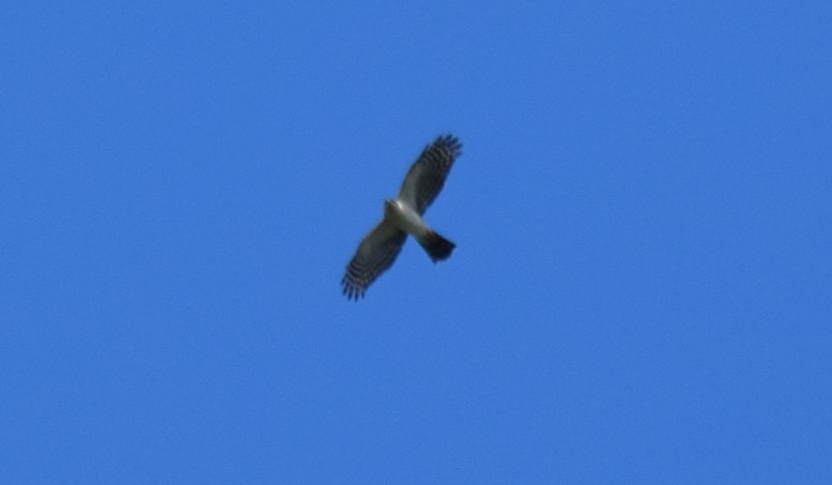 Sharp-shinned Hawk (White-breasted) - ML643510322