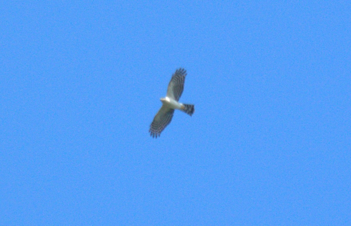 Sharp-shinned Hawk (White-breasted) - ML643510323