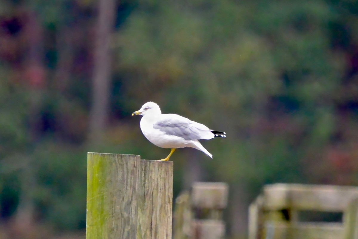 Ring-billed Gull - ML643510324