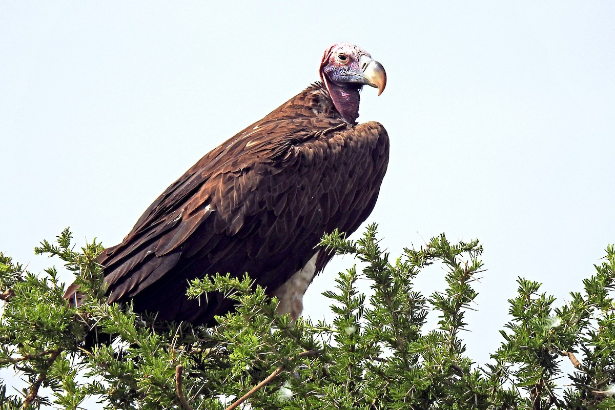 Lappet-faced Vulture - ML643510325