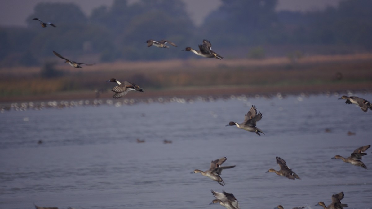 Northern Pintail - ML643510330