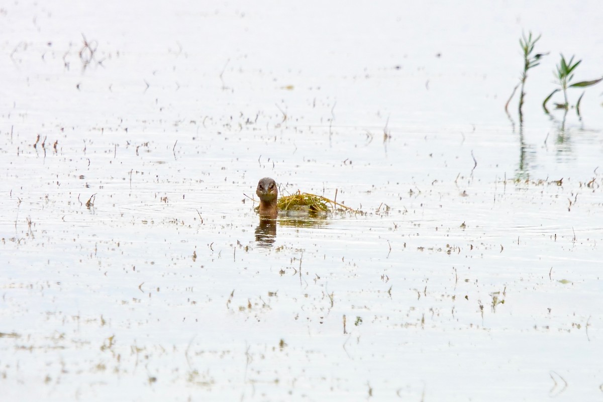 Pied-billed Grebe - ML643510335