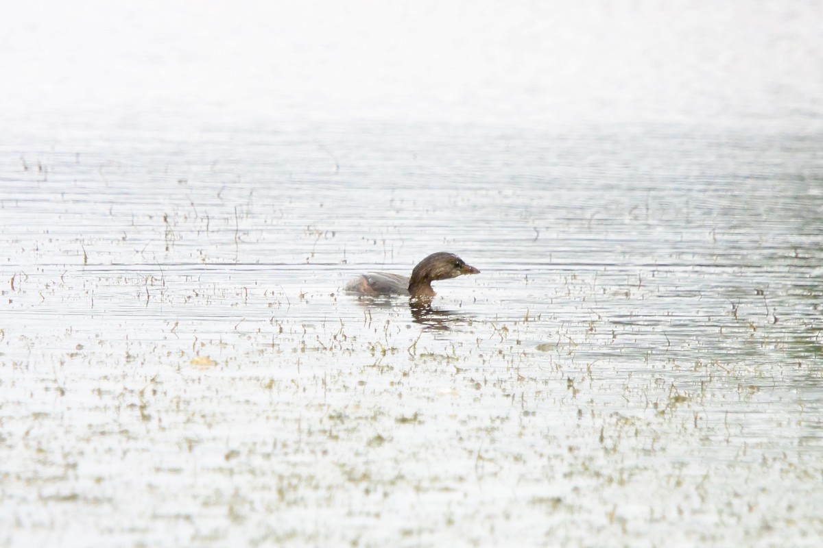 Pied-billed Grebe - ML643510336