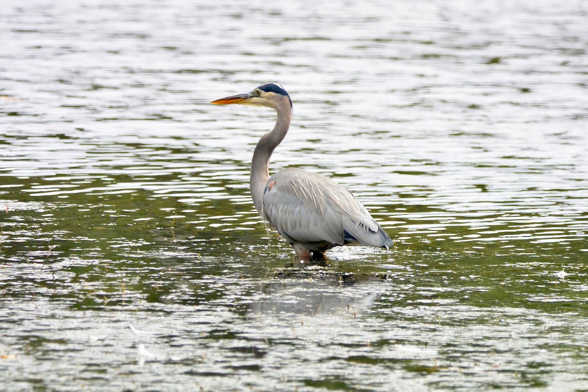 Great Blue Heron - ML643510346