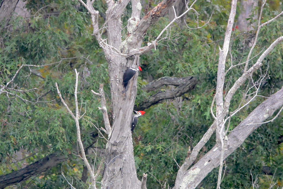 Pileated Woodpecker - ML643510360