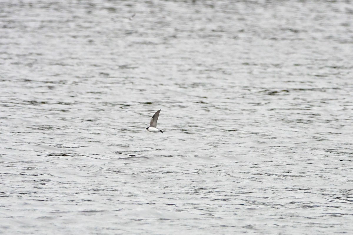 Tree Swallow - ML643510372