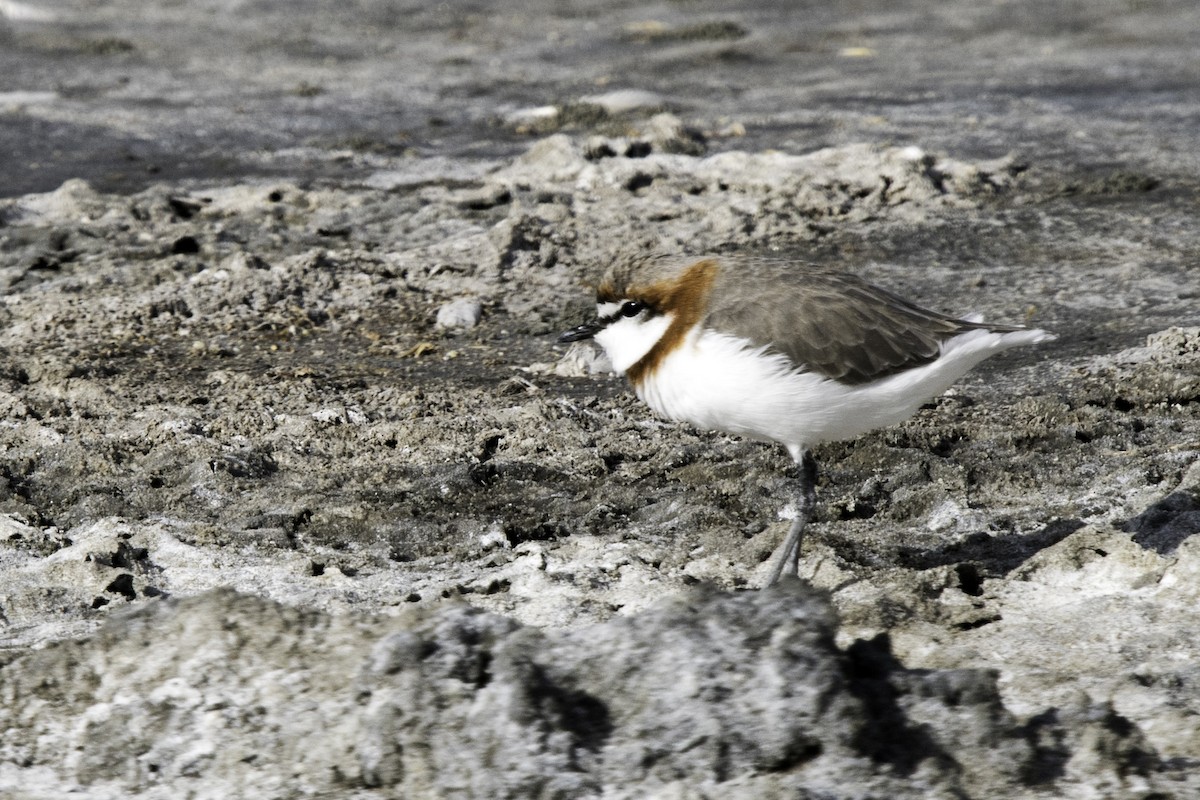 Chestnut-banded Plover - ML643510374