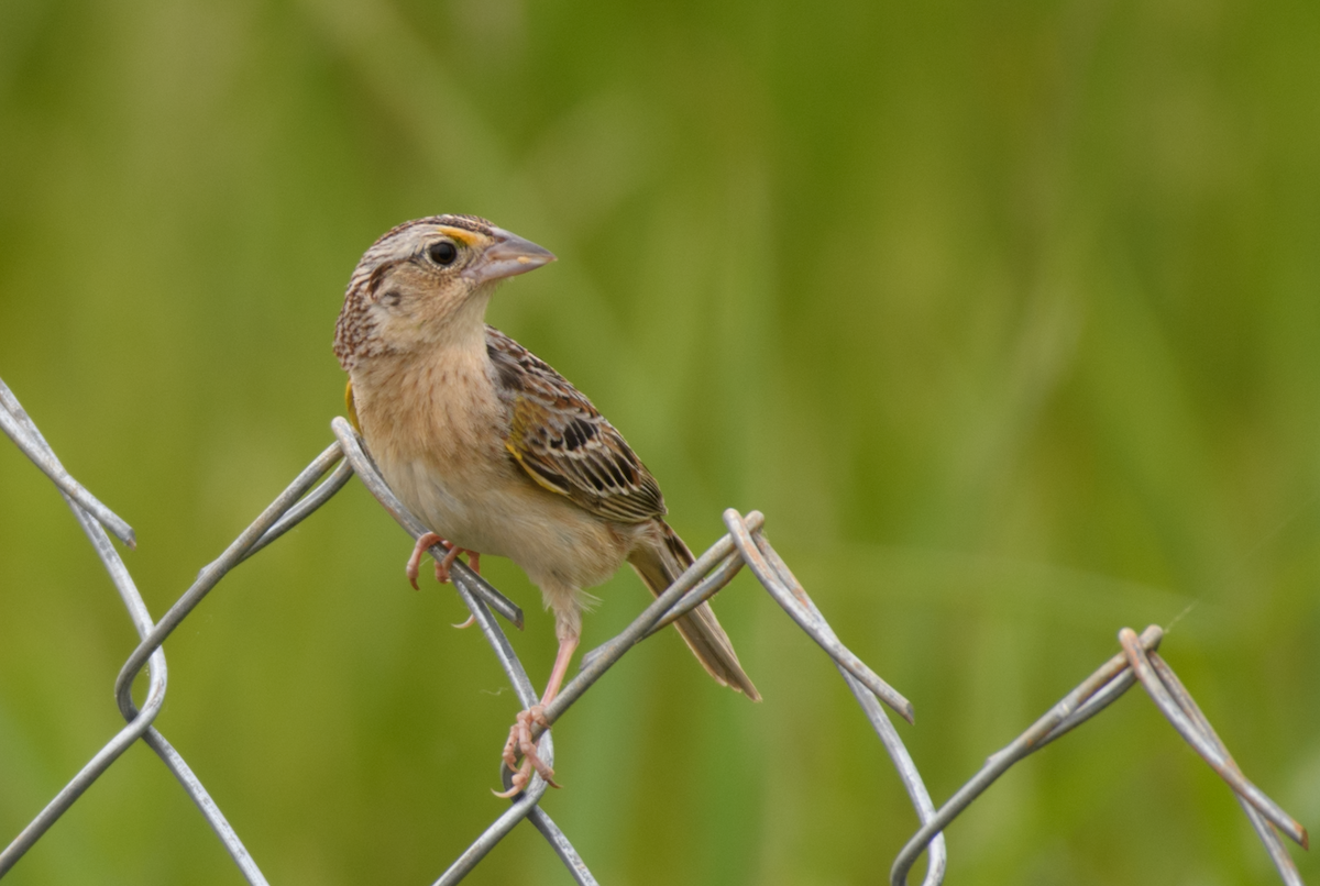 Grasshopper Sparrow - ML643510379