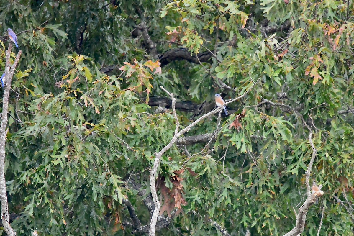 Eastern Bluebird - ML643510383