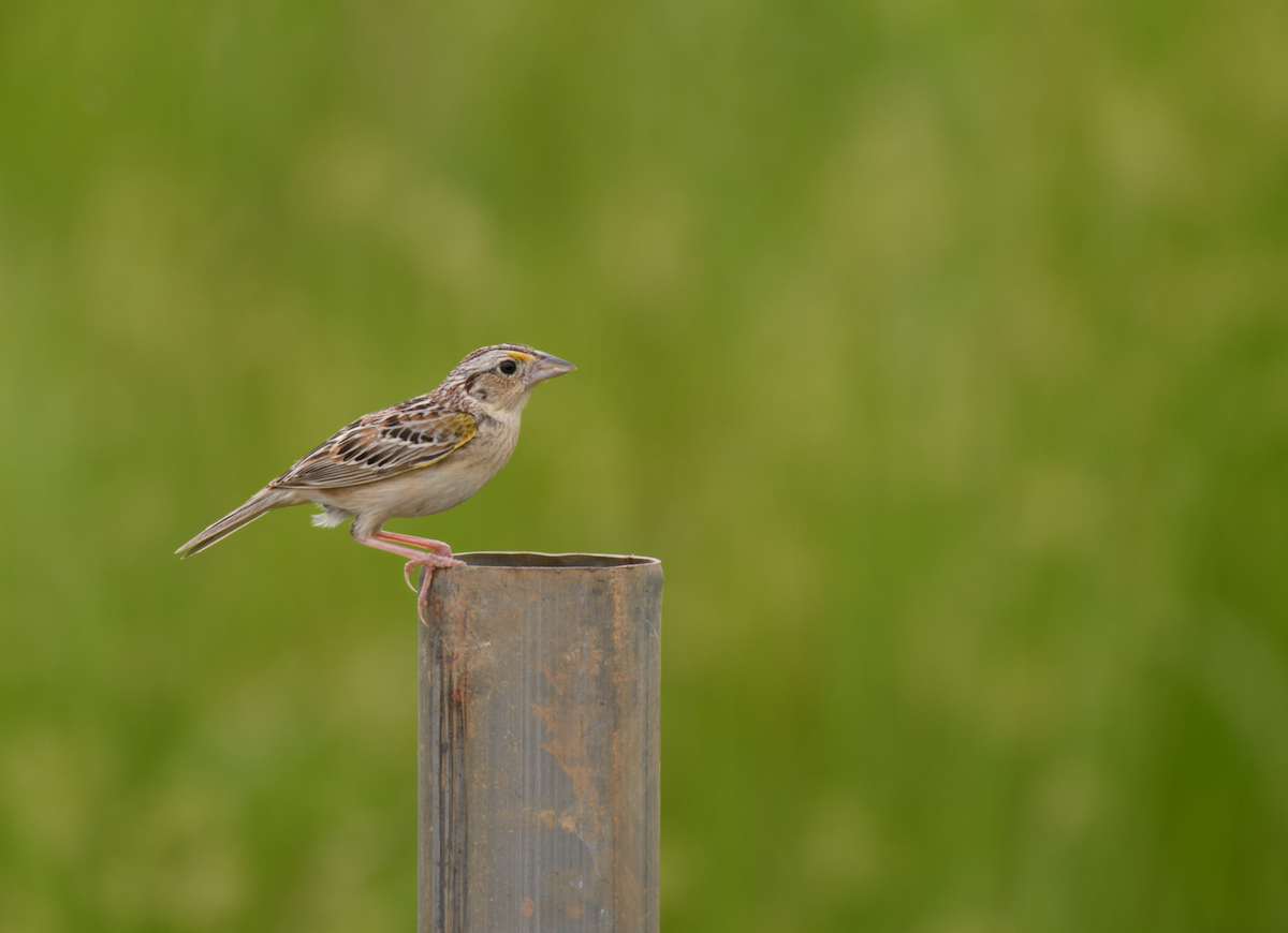 Grasshopper Sparrow - ML643510387