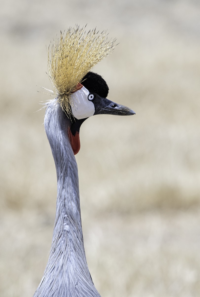 Gray Crowned-Crane - ML643510395